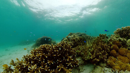 Tropical Fishes on Coral Reef, underwater scene. Philippines.