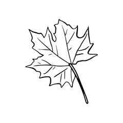 Maple leaf hand drawn vector illustration. Thanksgiving, autumn season, Canada outline symbol close-up.