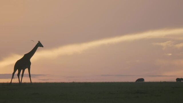 Giraffe walks across the plains amongst African wildlife at sunrise.