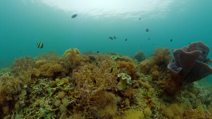 Fototapeta na wymiar Tropical Fish Corals Marine Reef. Underwater Sea Tropical Life. Tropical underwater sea fishes. Underwater fish reef marine. Tropical colorful underwater seascape. Philippines.