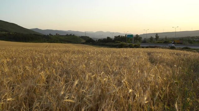 Wheat field at sunset. House on the hill. A mountain range on the horizon with windmills at the top. Peaceful rural landscape. Ripe ears sway from the light wind.