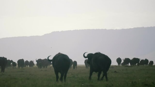 Cape buffalo herd run from danger and kick up dust in the African savanna, slow motion.  