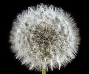 Dandelion close-up on a black background. White dandelion head with ripe seeds. 