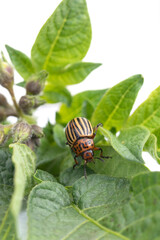 Colorado bug. Pest insect eating potatoes plant leaf.