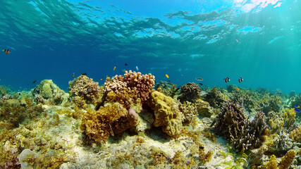 Naklejka na ściany i meble Reef coral scene. Colourful underwater seascape. Beautiful soft coral. Sea coral reef. Philippines.