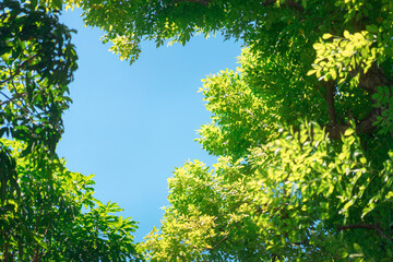 Green nature leaf tree with blue sky on summer background.