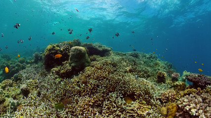 Reef underwater tropical coral garden. Underwater sea fish. Philippines.