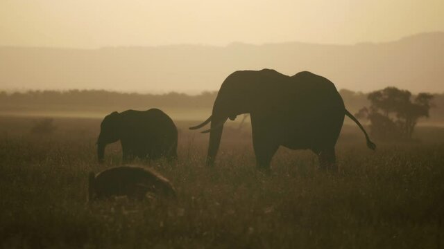 Silhouette mother and calf Elephants graze whilst Hyena passes at sunrise.  