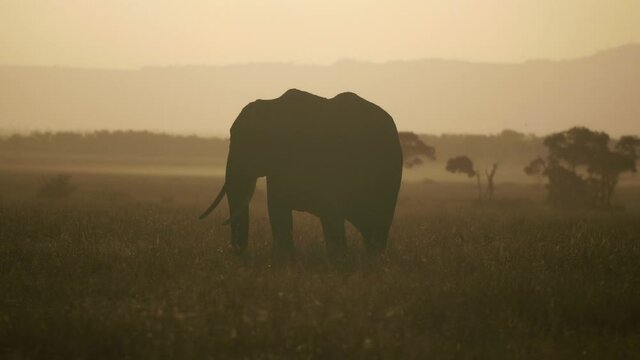 Silhouette Elephant grazes across the savanna at sunrise. 