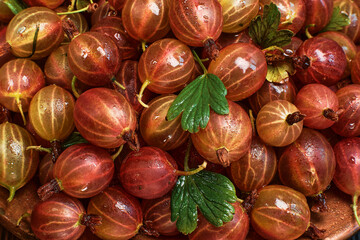 Gooseberries fresh harvest. The harvest of ripe red gooseberries in drops of water is spread out on the table. Ripe berry mockup for banner or background