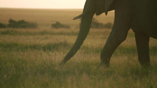 Elephant trunks graze grass at sunset, slow motion. 