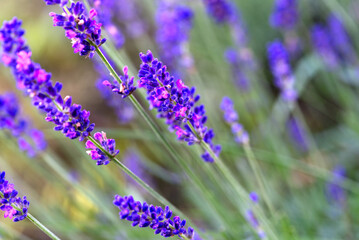 Close-up of lavender blossom in own garden with grass in the background on a summer morning. Photo...