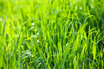 Green grass on sunny day in park