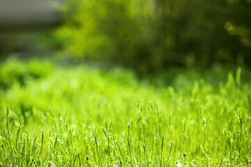 Green grass on sunny day in park