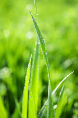 Wet green grass growing in spring park