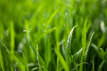 Wet green grass growing in spring park