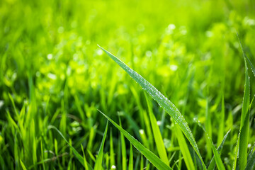 Wet green grass growing in spring park