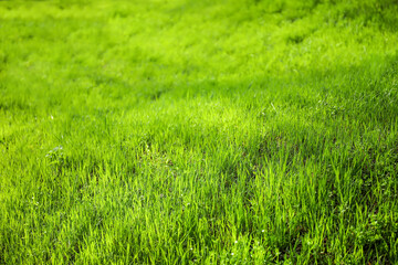 Green grass on sunny day in park