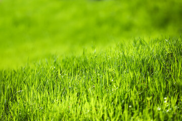 Green grass on sunny day in park