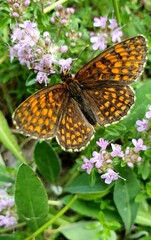 butterfly on flower