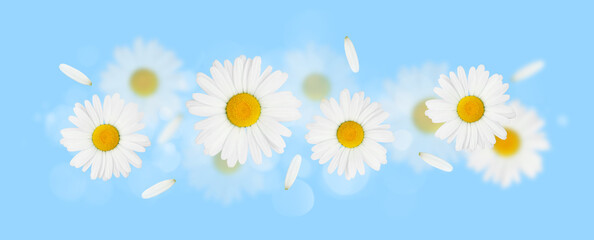 Obraz premium Daisy camomile flowers on blue