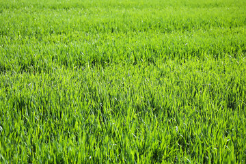 Green green grass on spring day
