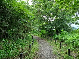 green forest in the morning