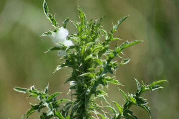 Spiny plumeless thistle closeup view with selective focus in background