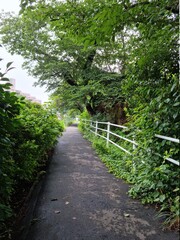 footpath in the woods