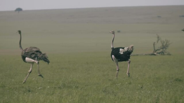Ostriches run through the grasslands. 