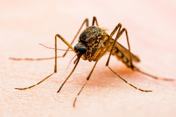 Fototapeta premium Malaria Infected Mosquito Bite on Green Background. Leishmaniasis, Encephalitis, Yellow Fever, Dengue, Malaria Disease, Mayaro or Zika Virus Infectious Culex Mosquito Parasite Insect Macro.