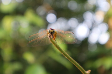 Dragonfly on a tree branch in Singapore red skipper