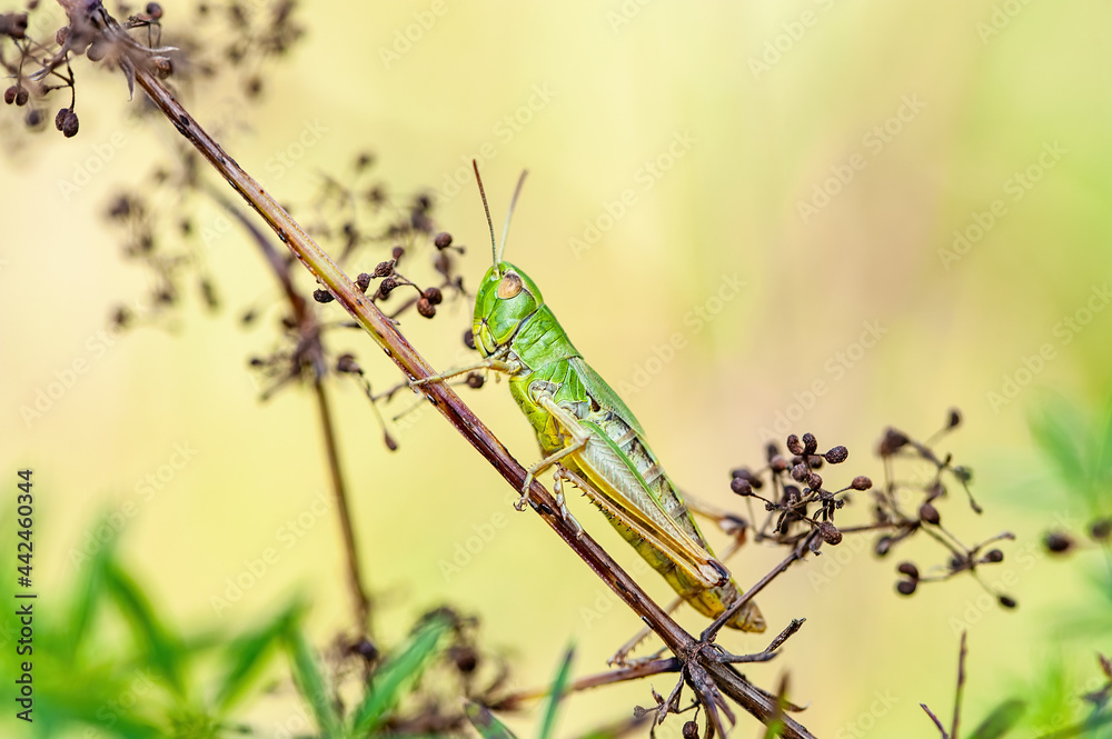 Wall mural Common Grasshopper Insect on Grass