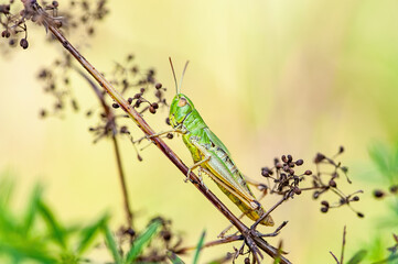 Common Grasshopper Insect on Grass