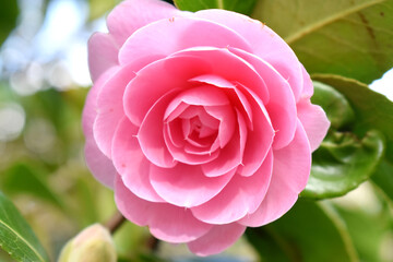 Close-up Pink Camellia flower blooming on bokeh and green blurred background. Natural spring flowers background.