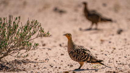 SANDGROUSE BIRD