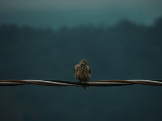 Dramatic landscape featuring one lonely bird sitting on a power line in a foggy and misty weather