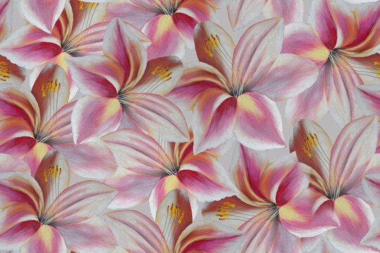 Seamless pattern with delicate pink lilies.