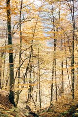 Autumn landscape. Various trees with autumn foliage.