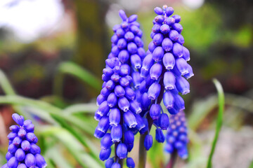 Grape hyacinth on nature blurred background, beautiful flowers gowthing in spring garden in UK. Natural spring flowers background.