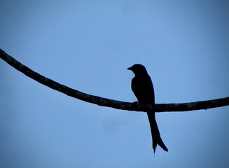 bird on a branch