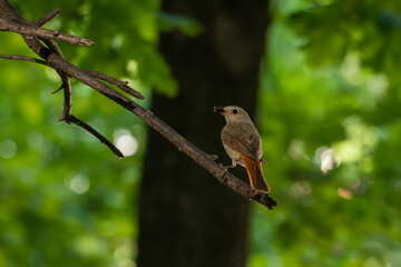 Beautiful brown and orange bird, female Common Redstart (Phoenicurus phoenicurus), side back, sitting on tree branch in summer forest