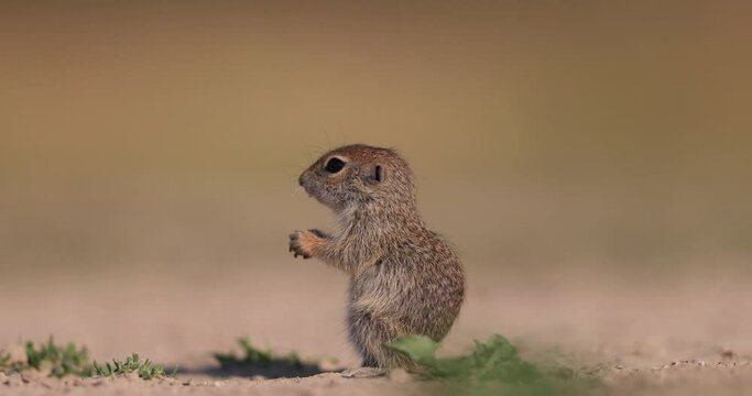 A ground squirrel is resting in the sand