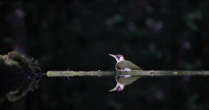 A European Green Woodpecker takes a sand bath in the forest