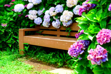 Fototapeta na wymiar 紫陽花と木のベンチ