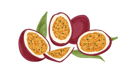 Ripe fresh passionfruit, its cut juicy flesh with seeds. Piece of passion fruits with sweet pulp. Halves and quarters of tropical maracuja with leaves. Colored vector illustration isolated on white