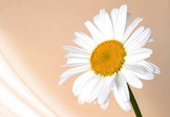 Fototapeta na wymiar Chamomile flower on beige background with light fractal wave