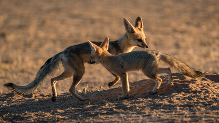 CAPE FOX
