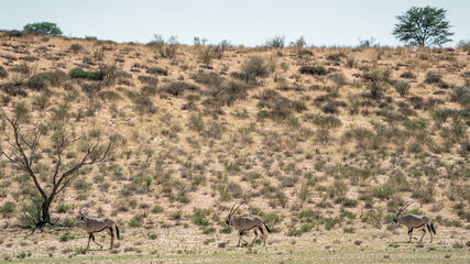 GEMSBOK