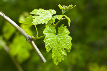 Green leaves of grapes on a blurred green background.